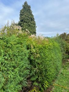 Hedge Cutting, Garden Maintenance, Maidstone, DB General Maintenance