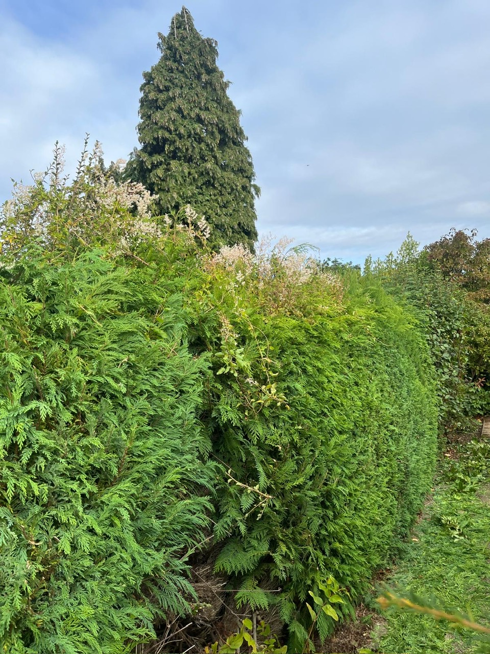 Hedge Cutting, Garden Maintenance, Maidstone, DB General Maintenance